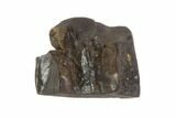 Triceratops Shed Tooth - Montana #93084-1